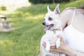 Latin girl with her lovely white chihuahua, outdoors. Royalty Free Stock Photo