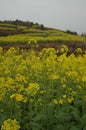 flower-Jiangling, Wuyuan, Jiangxi Royalty Free Stock Photo