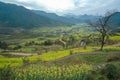 Rapeseed field-Jiangling, Wuyuan, Jiangxi Royalty Free Stock Photo