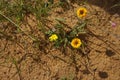 False sow thistle