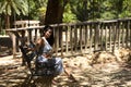 Latin woman, young and beautiful brunette relaxed and sitting on a bench looking at the pond and trees in the area. The woman is Royalty Free Stock Photo