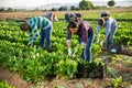 Multinational group of farm workers picking chard Royalty Free Stock Photo