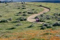 Latina Mother and Daughter walking in desert California Poppy field on path