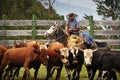 Latino cowboy working cattle Royalty Free Stock Photo