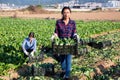 Latino female farmer carries boxes with ripe chard on the field