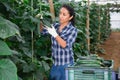 Latino female farmer picking cucumbers in hothouse