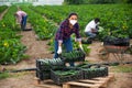 Latino female farmer in protective mask stocking boxes with zucchini