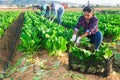 Latino female worker picking chard on field