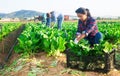 Latino female worker sorting and cleans mangold on plantation