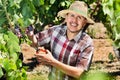 Latino man picking ripe grapes on vineyard Royalty Free Stock Photo