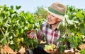 Latino man picking ripe grapes on vineyard Royalty Free Stock Photo