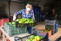 Latino woman in protective mask sorts green tomatoes in the backyard