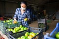 Latino woman in protective mask sorts green tomatoes in the backyard