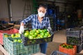 Latino woman in protective mask sorts green tomatoes in the backyard