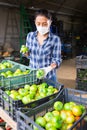 Latino woman in protective mask sorts green tomatoes in the backyard