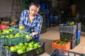 Latino woman sorts green tomatoes in the backyard