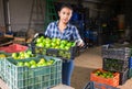 Latino woman sorts green tomatoes in the backyard