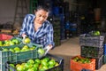 Latino woman sorts green tomatoes in the backyard