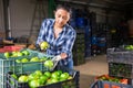 Latino woman sorts green tomatoes in the backyard