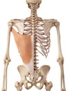 The latissimus dorsi