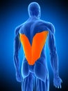 The latissimus dorsi Royalty Free Stock Photo