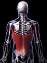 The latissimus dorsi muscle