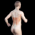 The latissimus of a jogger