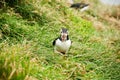 Latrabjarg cliffs, the puffin sanctuary in Iceland Royalty Free Stock Photo