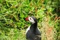Latrabjarg cliffs, the puffin sanctuary in Iceland Royalty Free Stock Photo