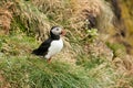 Latrabjarg cliffs, the puffin sanctuary in Iceland Royalty Free Stock Photo