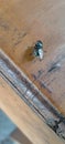 Latrine flies or chrysomya megacephala on the table Royalty Free Stock Photo