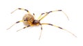 Latrodectus geometricus, commonly known as the brown widow, brown button spider, grey widow, brown black widow, house button