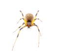 Latrodectus geometricus, commonly known as the brown widow, brown button spider, grey widow, brown black widow, house button Royalty Free Stock Photo