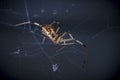 A brown widow spider in its web