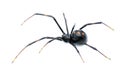 Latrodectus mactans - southern black widow or the shoe button spider, is a venomous species of spider in the genus Latrodectus. Royalty Free Stock Photo
