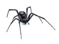 Latrodectus mactans - southern black widow or the shoe button spider, a venomous species of spider in the genus Latrodectus.