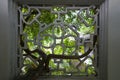 Lattice window or ornamental window at Humble Administrator`s Garden or Zhuozheng yuan in Suzhou, Royalty Free Stock Photo