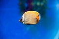 Latticed butterfly fish Royalty Free Stock Photo