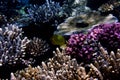Latticed butterfly fish in coral garden