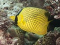 Latticed butterflyfish Royalty Free Stock Photo