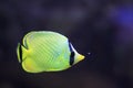 Latticed butterflyfish