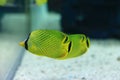 Latticed butterflyfish