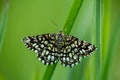 Latticed heath, Chiasmia clahrata moth sit on grass stem Royalty Free Stock Photo