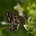 The Latticed Heath, Chiasmia clathrata Royalty Free Stock Photo