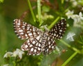 The Latticed Heath, Chiasmia clathrata