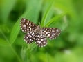 Latticed heath (Chiasmia clathrata) Royalty Free Stock Photo