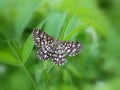 Latticed heath (Chiasmia clathrata) Royalty Free Stock Photo