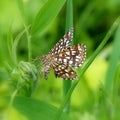 Latticed heath (Chiasmia clathrata) Royalty Free Stock Photo