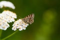 Latticed heath, Chiasmia clathrata, Royalty Free Stock Photo