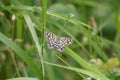 Latticed heath, Chiasmia clathrata, in a meadow Royalty Free Stock Photo